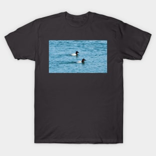 Canvasback Ducks Swimming T-Shirt